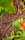 GARDENA Verlegerohr Micro-Drip 4,6 mm (3/16 Zoll) 15,0 m