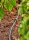 GARDENA Verlegerohr Micro-Drip 4,6 mm (3/16 Zoll) 15,0 m