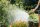 GARDENA Gartenbrause Profi-System Spritz-Brause
