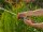GARDENA Gartenbrause Profi-System Spritz-Brause