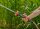 GARDENA Gartenbrause Profi-System Spritz-Brause