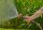 GARDENA Gartenbrause Profi-System Spritz-Brause