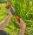 GARDENA Gartenbrause Profi-System Spritz-Brause