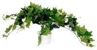 meet powered by PAPERFLOW EFEU Kunstpflanze 80,0 cm