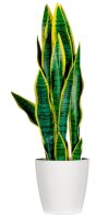 meet powered by PAPERFLOW SANSEVIERIA Kunstpflanze 65,0 cm