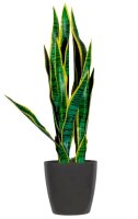 meet powered by PAPERFLOW SANSEVIERIA Kunstpflanze 65,0 cm
