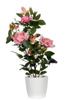 meet powered by PAPERFLOW ROSENSTOCK Kunstpflanze 54,0 cm