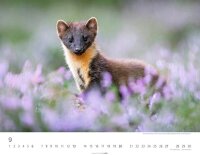 Weingarten Monats-Wandkalender Heimische Wildtiere 2026, 1 St.