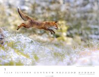 Weingarten Monats-Wandkalender Heimische Wildtiere 2026,...