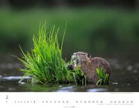 Weingarten Monats-Wandkalender Heimische Wildtiere 2026, 1 St.