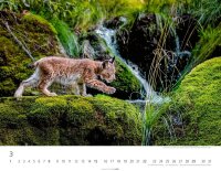 Weingarten Monats-Wandkalender Heimische Wildtiere 2026, 1 St.