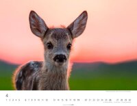 Weingarten Monats-Wandkalender Heimische Wildtiere 2026, 1 St.