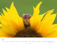 Weingarten Monats-Wandkalender Heimische Wildtiere 2026, 1 St.