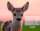 Weingarten Monats-Wandkalender Heimische Wildtiere 2026, 1 St.