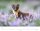 Weingarten Monats-Wandkalender Heimische Wildtiere 2026, 1 St.