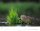 Weingarten Monats-Wandkalender Heimische Wildtiere 2026, 1 St.