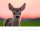 Weingarten Monats-Wandkalender Heimische Wildtiere 2026, 1 St.