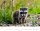 Weingarten Monats-Wandkalender Heimische Wildtiere 2026, 1 St.
