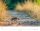 Weingarten Monats-Wandkalender Heimische Wildtiere 2026, 1 St.