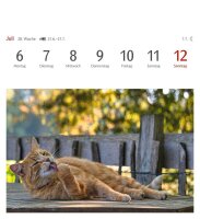 Harenberg Postkartenkalender Katzen 2026, 1 St.