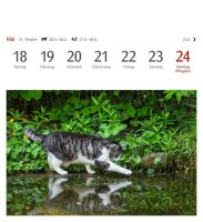 Harenberg Postkartenkalender Katzen 2026, 1 St.