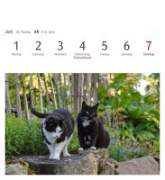 Harenberg Postkartenkalender Katzen 2026, 1 St.