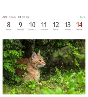 Harenberg Postkartenkalender Katzen 2026, 1 St.