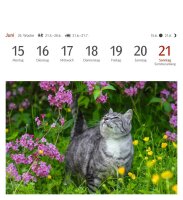 Harenberg Postkartenkalender Katzen 2026, 1 St.