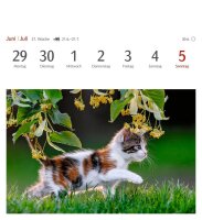 Harenberg Postkartenkalender Katzen 2026, 1 St.