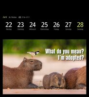 Harenberg Postkartenkalender Animals Memes 2026, 1 St.