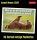 Harenberg Postkartenkalender Animals Memes 2026, 1 St.