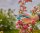 GARDENA EasyCut Gartenschere