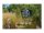 BOSCH AdvancedGrass Cut 36 Akku-Rasentrimmer-Set 36,0 V, mit 1 Akku