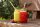 Libbey® Trinkglas Drinking Jar 488,0 ml, 12 St.