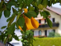 SUBSTRAL® Naturen® Fruchtfliegenfalle Gelbtafeln Bio gelb, 7 St.