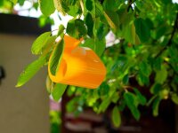 SUBSTRAL® Naturen® Fruchtfliegenfalle Gelbtafeln Bio gelb, 7 St.
