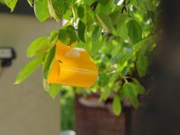 SUBSTRAL® Naturen® Fruchtfliegenfalle Gelbtafeln Bio gelb, 7 St.