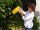 SUBSTRAL® Naturen® Fruchtfliegenfalle Gelbtafeln Bio gelb, 7 St.