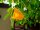 SUBSTRAL® Naturen® Fruchtfliegenfalle Gelbtafeln Bio gelb, 7 St.