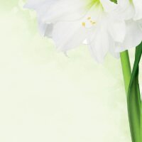 SIGEL Motivpapier Green Flower Motiv DIN A4 90 g/qm 25...