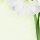SIGEL Motivpapier Green Flower Motiv DIN A4 90 g/qm 25 Blatt  ( DP463 )