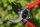 CONNEX Bypass Basic Gartenschere