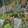 GARDENA Gartenbrause Classic 18370-20