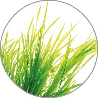 medisana Duftöl Citronella Citrus 10,0 ml, 1 St.
