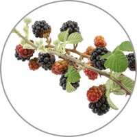 medisana Duftöl Wildbeeren fruchtig 10,0 ml, 1 St.