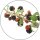 medisana Duftöl Wildbeeren fruchtig 10,0 ml, 1 St.