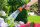 GARDENA Gartenbrause Classic Multibrause  ( 18313-20 )
