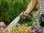 GARDENA Gartenbrause city gardening  ( 18405-20 )