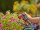 GARDENA Gartenbrause city gardening  ( 18405-20 )