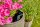 GARDENA Bodenfeuchtesensor smart App